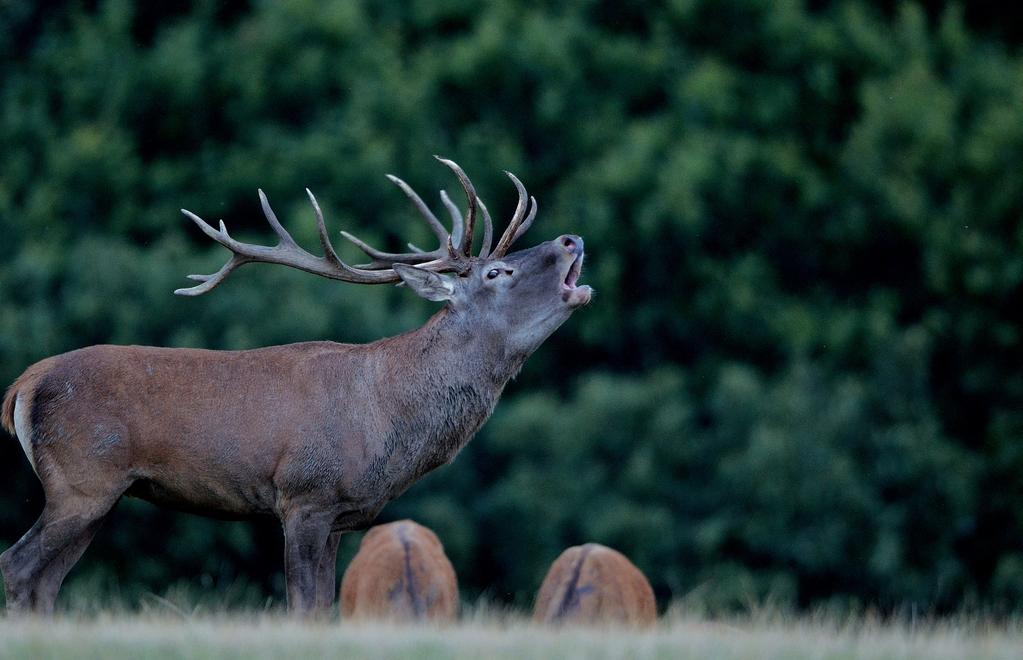 SONSTIGE BEDINGUNGEN: Bei Verletzung des Hochwildes gilt der Jäger als Erleger, der den tödlichen Schuss abgegeben hat, im Falle von Niederwild derjenige, der den ersten Schuss mit Treffer abgegeben