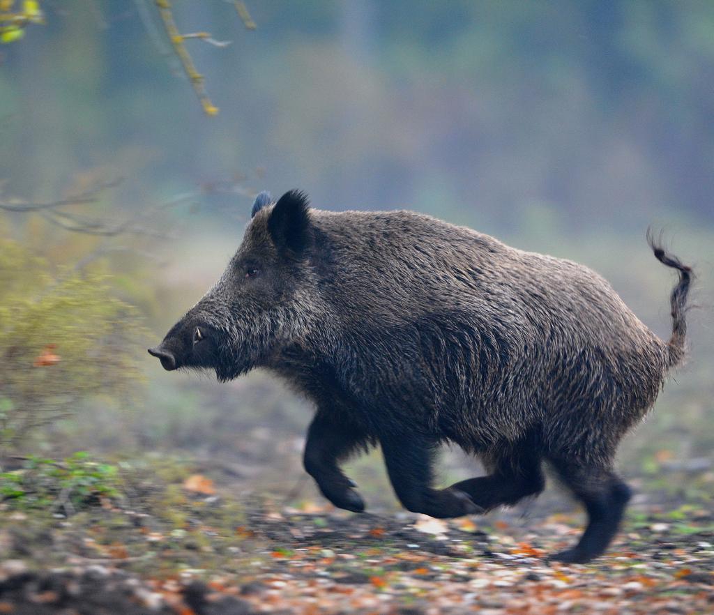 MUFLON VADASKERTI VADDISZNÓHAJTÁS SAUTREIBJAGD IM JAGDGATTER DRIVEN WILD BOAR HUNT IN PRESERVE MUFFELWILD MOUFLON VADÁSZTERÜLET JAGDREVIER HUNTING GROUND szabad terület in freier Wildbahn Open groud: