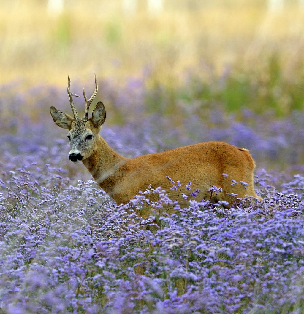 SZOLGÁLTATÁSOK DIENSTLEISTUNGEN SERVICES Szervezési költség Organisationsgebühr Organisation fee 130 EUR / vadász Jäger hunter 39 000 HUF / vadász Jäger hunter SZÁLLÁS, ELLÁTÁS UNTERKUNFT,