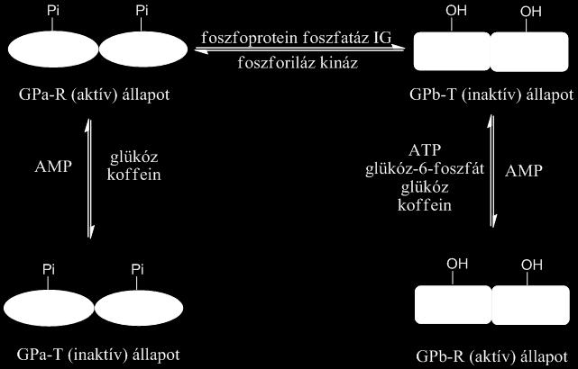 19 Ennek megfelelően a GP enzimmel végzett vizsgálatokban általában a könnyebben hozzáférhető RMGP-t alkalmazzák.