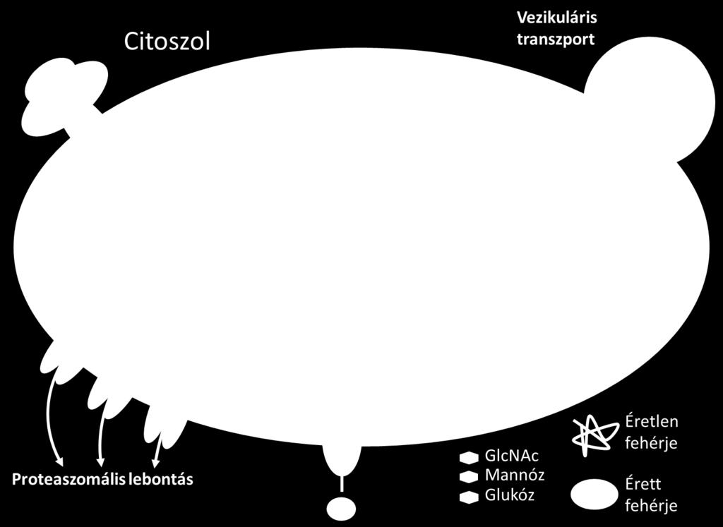 A kijavíthatatlan fehérjék a citoplazmában ubikvitinálódnak és lebomlanak.