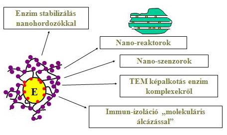 Míg a celluláz enzim rendszeréről rengeteg adat áll rendelkezésre, a faj hemicelluláz enzim rendszere alig ismert, holott a hemicelluláz rendszer is éppen olyan összetett lehet, mint a celluláz