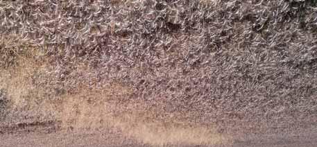 Agility 1,25 l/ha + Alliance 50 g/ha Agility 1,25 l/ha + Mezzo 30 g/ha (üzemi)