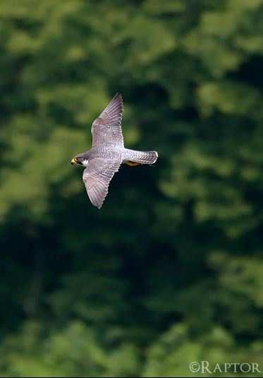 II. Zavarásra közepesen érzékeny fajok Vándorsólyom (Falco peregrinus) - Főleg hegyvidéki erdőállományokban található sziklákon, ritkán gallyfészekben -