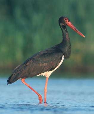 I. Zavarásra fokozottan érzékeny fajok Fekete gólya (Ciconia nigra) - Leggyakrabban zárt erdőállományok belsejében - 380-420 pár Időbeni korlátozás: - március 1.