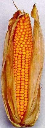 Relatív termés (monokultúra=100%) A vetésforgó hatása a kukorica termésére (%) Berzse yi és Győrffy 199 180 160 Monokultúra: 4,67 t/ha (100%) Monokultúra: 6,89