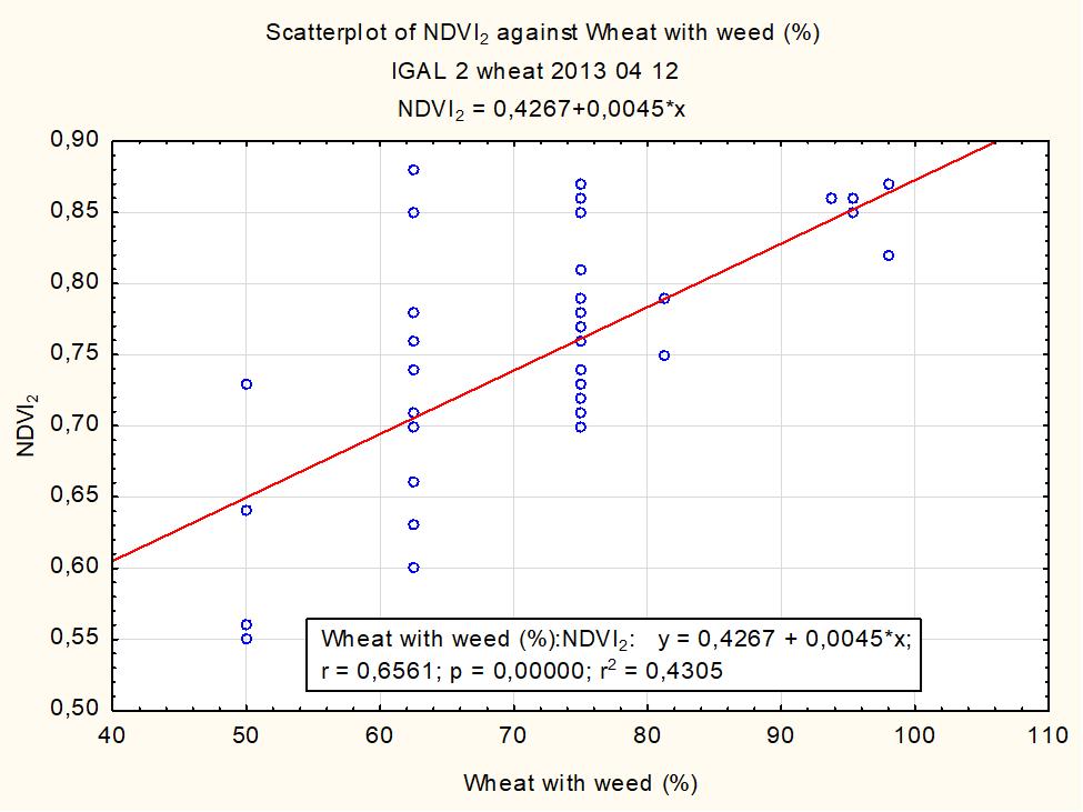 a gyomos búza növényborítottsága (%) és az ott mért NDVI2 között is.