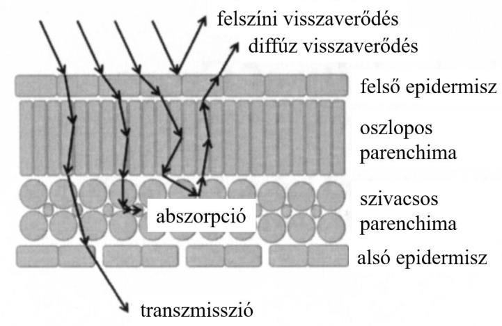 Fény reflexió, abszorpció és transzmisszió sematikus ábrája az őszi búza (Triticum aestivum L.) levelén illusztrálva (RASCHER IN OERKE ET AL.