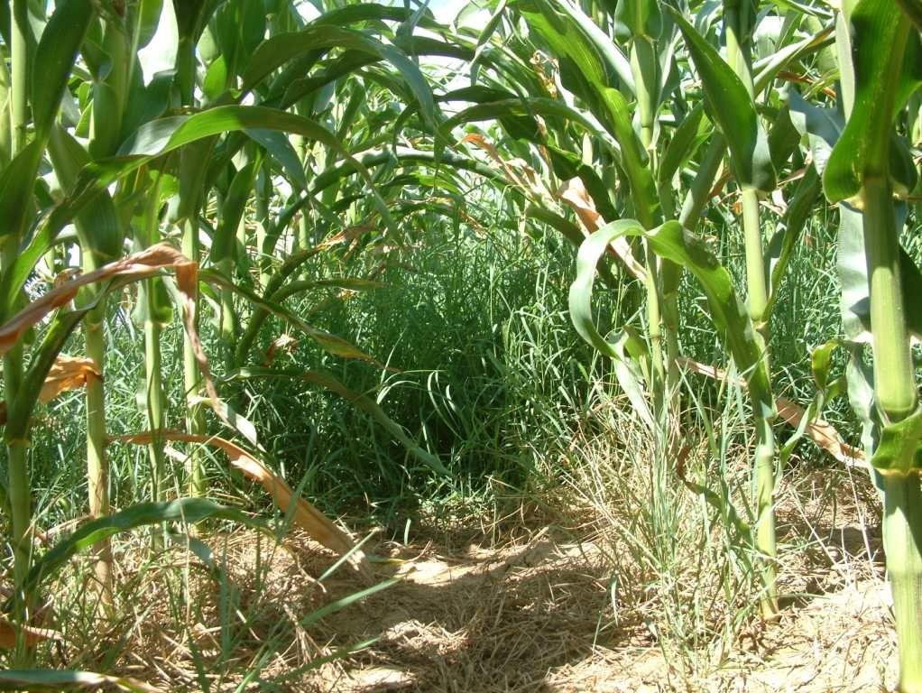 ) Kezelés hatása kukoricában, a szerző saját felvétele (2008.07.19.