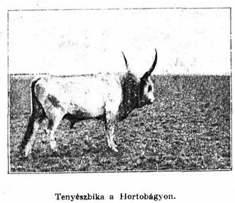 289 szenvedését. Neki messze van a külső legelő, fatalista kényelmét nem zavartatja meg, hogy nyaranta egyszer is megnézze jószágát.