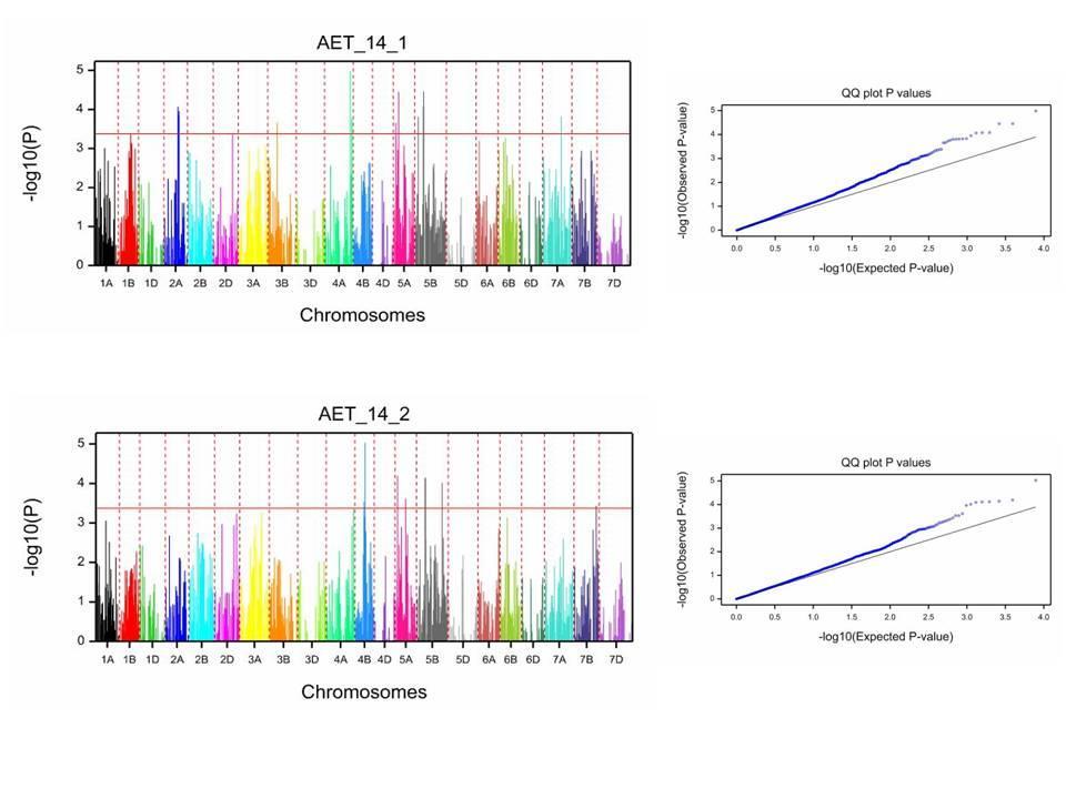 M8. Néhány kiválasztott fontosabb morfológiai és terméskomponens GWAS eredményeinek Manhattan plots és Q-Q plots