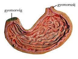 Fiziológiás körülmények: Gyomor gyomornedv: sósav, nyálka, pepszin, lipáz, kimozin, intrinsic faktror, gasztrin, ph: 1-2,5-3,5 termelődő mennyiség: 2-3 l / nap, abszorpciós felszín: 0,2 m 2