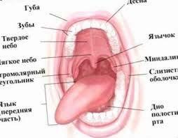 felszín: 100-200 cm 2 abszorpció típusa: passzív diffúzió tartózkodási idő: 10-15 perc