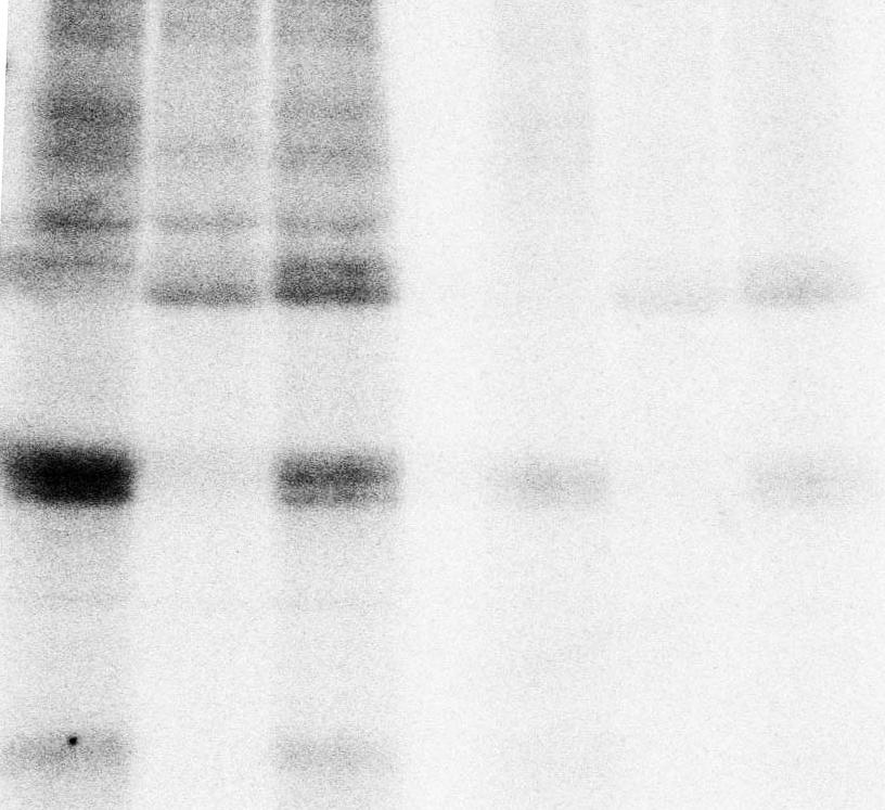 A dohány RBR fehérje C- terminálisa G1/S fázisokban foszforilálható a cyclind3;3/cdka immunoprecipitált komplexeivel [202, 203].