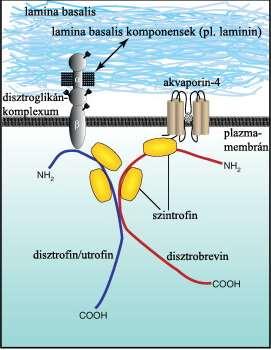 3. ábra A disztroglikán-komplexum felépítése. A disztroglikán-komplexum részei, többek között az α- és β-disztroglikán, a disztrofin vagy utrofin, a disztrobrevin és a szintrofin.