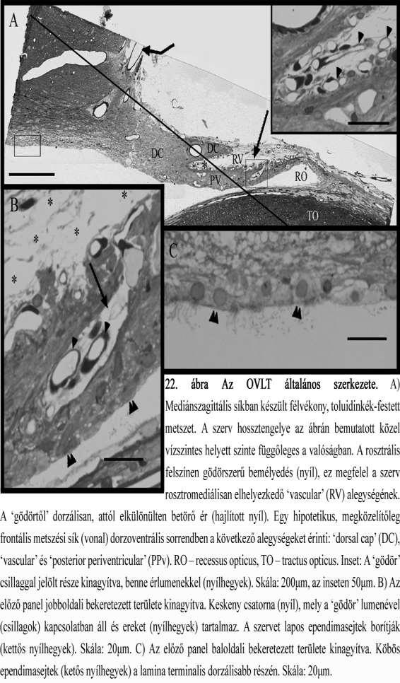 cap, melynek csőrszerűen előrenyúló része a vascular alegységet befedi. A gödör területéről kisebb átmérőjű, ereket tartalmazó csatornák eredtek az agyállományba hatolva (22A,B ábrák, ld.