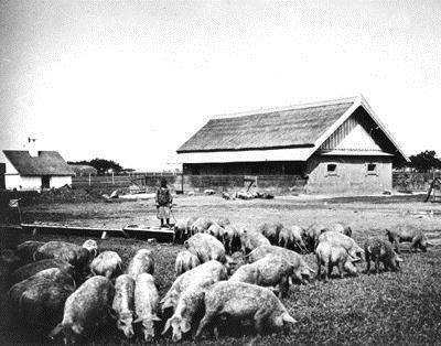 Plohn - Konda - Swine Herd