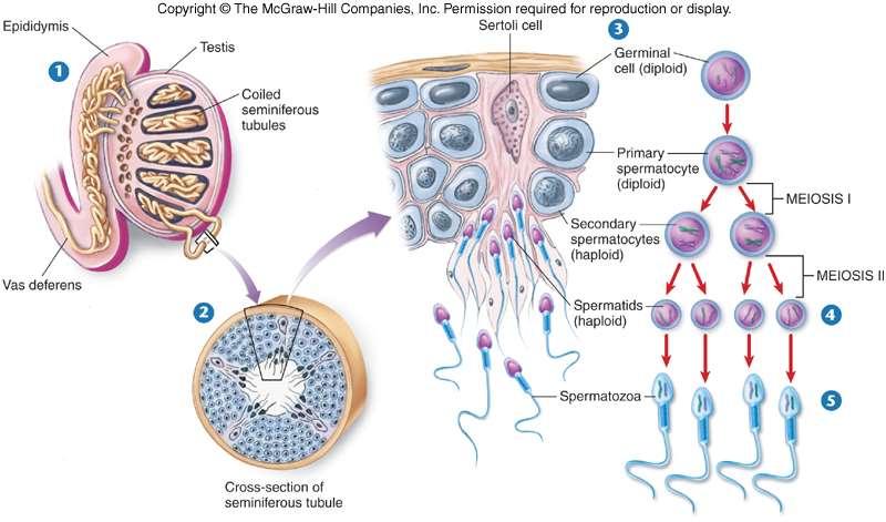 A hímivarsejtek, a spermiumok képződése a spermiogenezis A haploid hímivarsejtek a herecsatornák szélén található diploid (spermiogónium, spermatogónium), ún.
