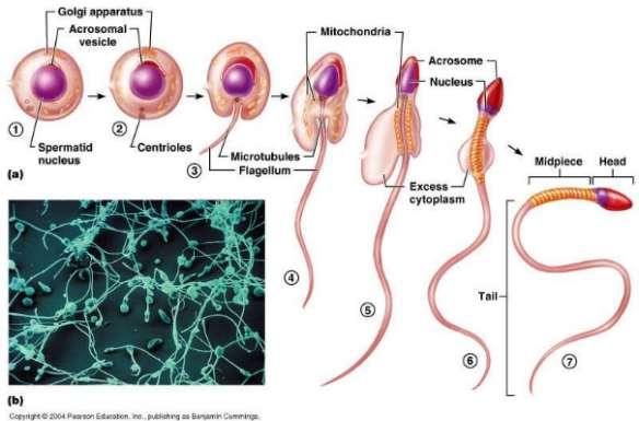 A herecsatornácskák falának külső szélén ősivarsejtekből melyek az embrionális fejlődés során vándorolnak a fejlődő herébe osztódással létrejövő diploid spermiogóniumok helyezkednek el (szaporodási