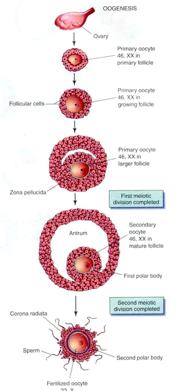 A peteérés (tüszőérés) fázisai (oogenezis) 1. Tehát az ősivarsejtek szaporodási fázisa az embrionális fejlődés során lejátszódik, melynek eredményeképpen létrejön kb.