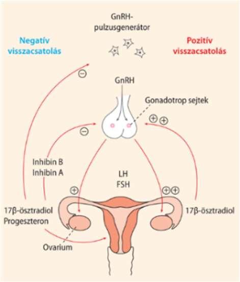 az LH elválasztását, aminek köszönhetően a tüszőérési folyamatok is gátlás alá kerülnek, így nem érik meg újabb petesejt, elmarad az ovuláció.