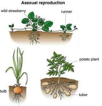 A magasabb rendű növények rendelkezhetnek vegetatív szaporítószervekkel, pl.
