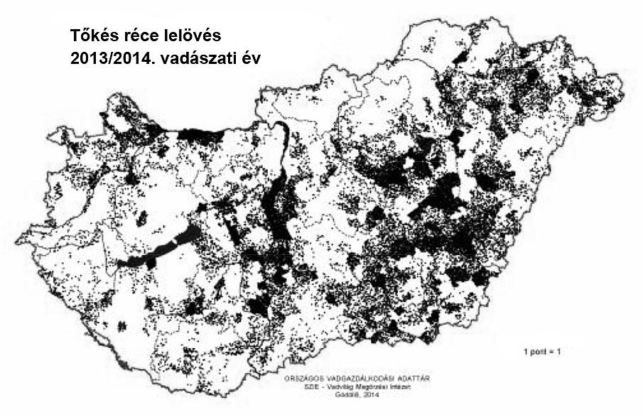 6. térkép: A tőkés réce elterjedése (teríték alapján) Magyarországon 2013/2014-ben (CSÁNYI et al., 2014). Map 6.: Distribution of Mallard (after bags) in Hungary, in 2013/2014 (CSÁNYI et al., 2014). A törzsalak (A.