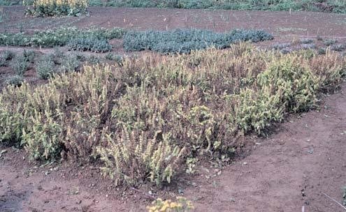 ARamularia rubella (Bonord.) Nannf.