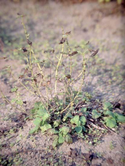 ABotrytis cinerea Pers.:Fr.