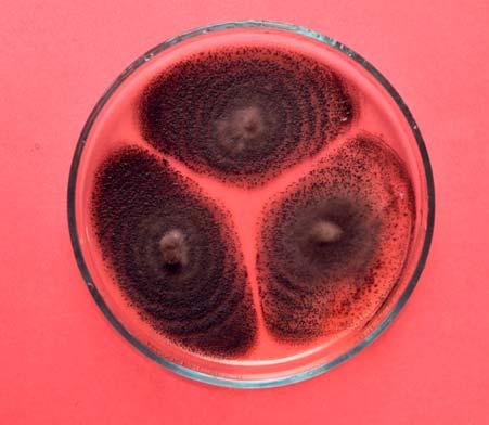 AMicrosphaeropsis glycyrrhizicola (Vassiljevsky) van der Aa & Vanev 24 C-on, LMA táptalalajon