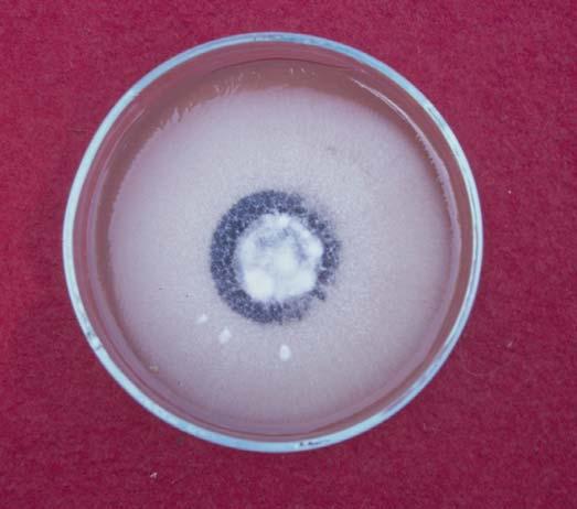 MELLÉLET III 22. ábra. AVerticillium dahliae Kleb. LMA táptalajon 24 C-on fejl dött 12 napos tenyészete 23.