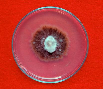 Mag felületér l izolált Dendryphion penicillatum (Corda) Fr.