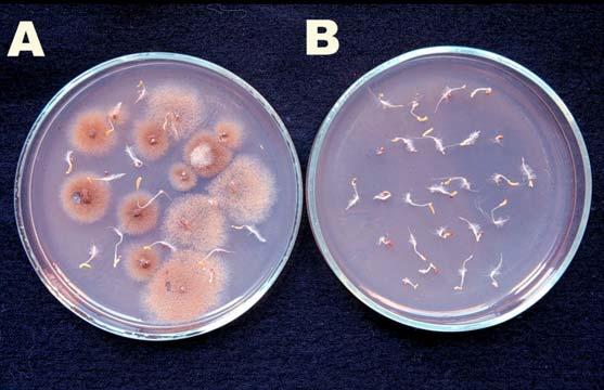 Dendryphion penicillatum (Corda) Fr.