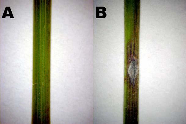 MELLÉLET III 28. ábra. A Fusarium oxysporum Schlechtend.:Fr. f. sp. basilici (Dzidzariya) G.M. Armstr.