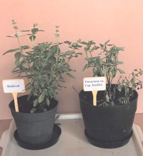 12. napon 38. ábra. AFusarium oxysporum Schlechtend.:Fr. f.sp. basilici (Dzidzariya) G.