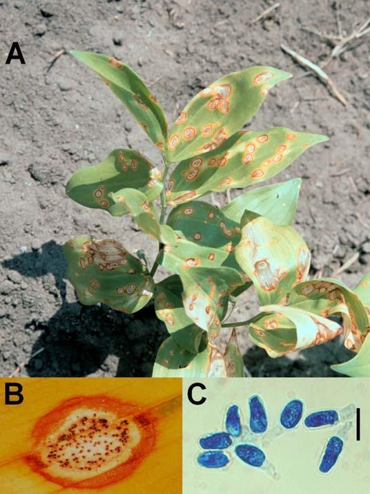 EREDMÉNYEK ÉS MEGVITATÁS 4 EREDMÉNYEK ÉS MEGVITATÁS 4.1 Gyógy- és f szernövényeken el forduló Phyllosticta faj A vizsgált gyógy- és f szernövényeken a valódi Phyllosticta fajok közül a Ph.
