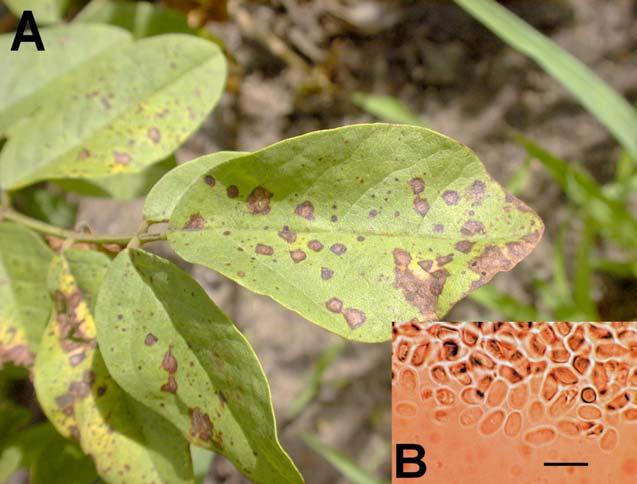 EREDMÉNYEK ÉS MEGVITATÁS 3. ábra. A Microsphaeropsis glycyrrhizicola (Vassiljevsky) van der Aa & Vanev kórképe igazi édesgyökér levelén (A) és konídiumai (B). Mérték = 10