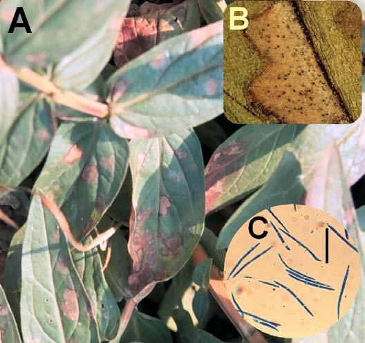 EREDMÉNYEK ÉS MEGVITATÁS 12. ábra. Septoria brissaceana Sacc. & Letendre kórképe réti füzényen (A), piknídiumai (B), és festett konídiumai (C). Mérték = 20 m. 4.4.1.4 Morfológia és tenyészbélyegek A kórokozót morfológiai és tenyészbélyegek alapján a Septoria lythrina Peck fajnak határoztam meg.