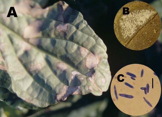 EREDMÉNYEK ÉS MEGVITATÁS 24. ábra. ARamularia ajugae (Niessl) Sacc. kórképe indás ínf n (A), konídiumtartói (B) és festett konídiumai (C). Mérték = 10