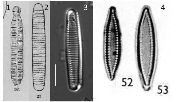 31. ábra. Diatoma fajok sensu Pantocsek és Hajós. 1: Pantocsek rajza: Diatoma anceps var.