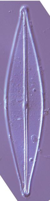Buczkó Krisztina 2016 Staurosira venter - Staurosirella pinnata (a) Gyrosigma acuminatum (b) Amphora lybica (c) Diploneis oblongella (d) Navicula