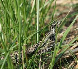 hu KIEMELT FAJOK VÉDELME A Rákosivipera-védelmi Központban 2017-ben 207 rákosi vipera született, így már 2585 kígyó látott napvilágot a