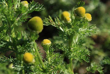 (proazulének, bizaboloidok), flavonoidok (apigenin, luteolin, patuletin), kumarinok,