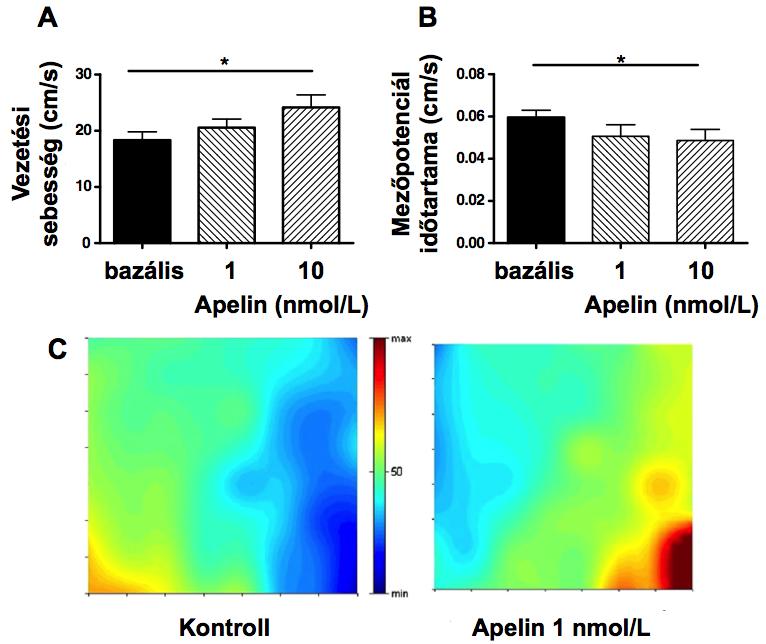 30. ábra: Az apelin hatása a sejtek közötti kommunikációra.