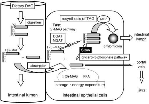 A diacylglycerol (DAG) metabolizmusa A DAG a felszívódás