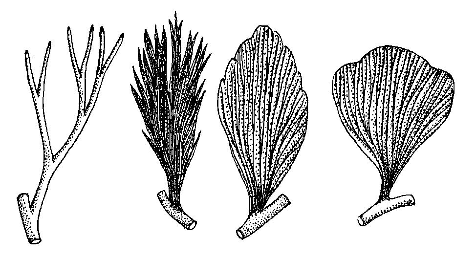 Aneurophyton izospória, protosztéle, cserje Archaeopteris heterospória,