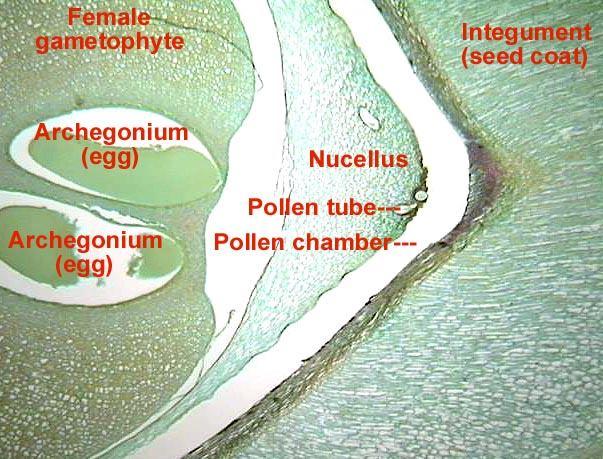 Mikropile és pollentömlő kialakulása A (pre)pollen befogadása