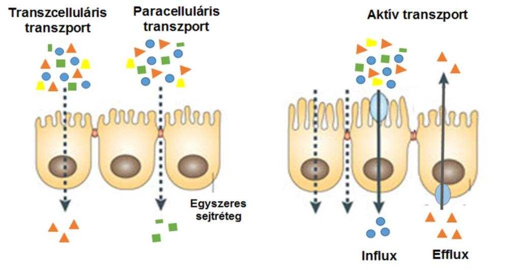 3. ábra Membrántranszport folyamatok. (Az ábra [14] alapján készült) A farmakonok a sejtmembránon alapveten háromféle mechanizmussal juthatnak át.