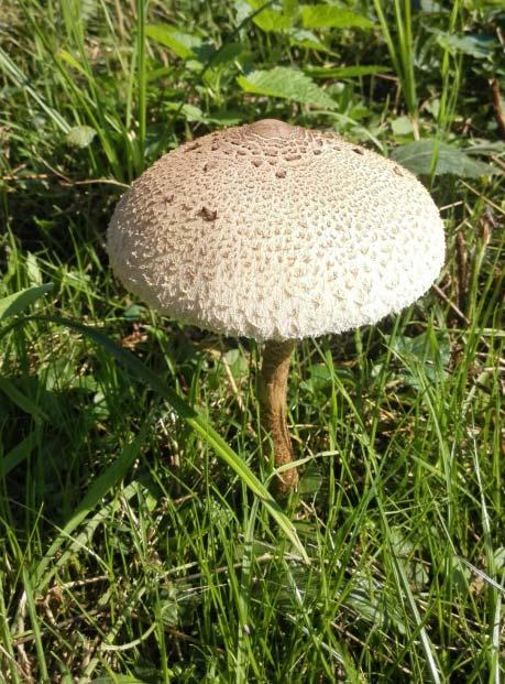 A szabdalt felszín miatt kevés a szántó, az erdők közé zárt és a patakok menti nedvesebb gyepek is kezdenek elbozótosodni.