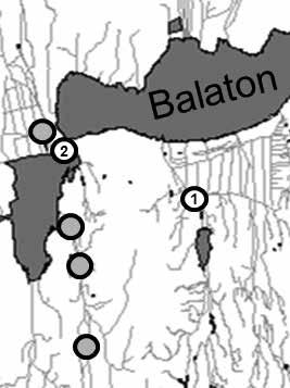Az Amurgéb (perccottus glenii) új lelőhelyei a Balaton vízgyűltőjén Amurgéb a Boronkai-patakból (Takács Péter felvétele) Ahogyan az feltételezhető volt, az amurgéb tovább terjed a Balaton